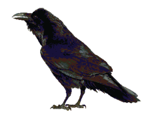 Arizona Raven Full Coverage Counted Crossstitch Pattern