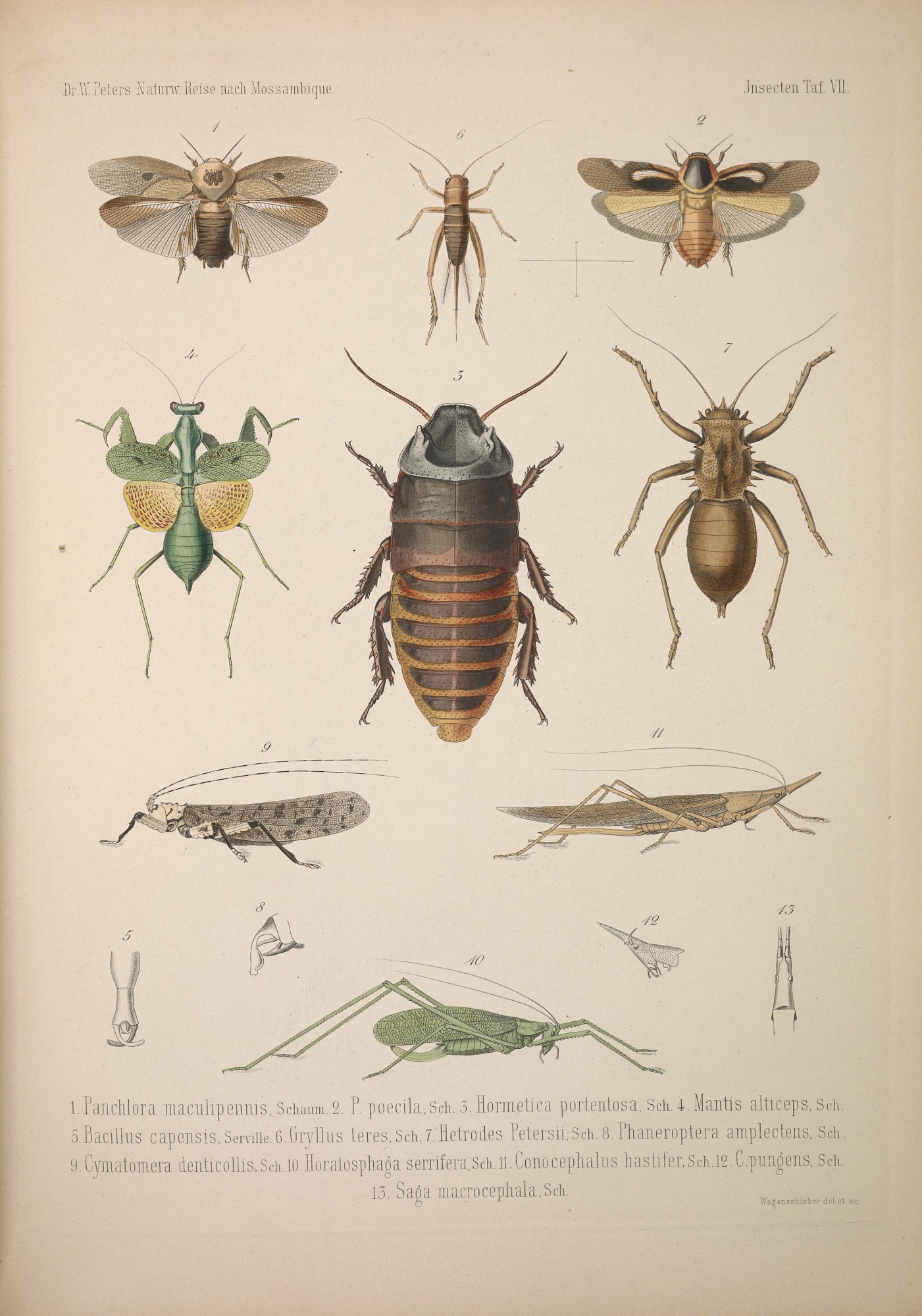 source image - madagascar hissing cockroach
