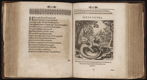 dragon source image - norton-thoelde