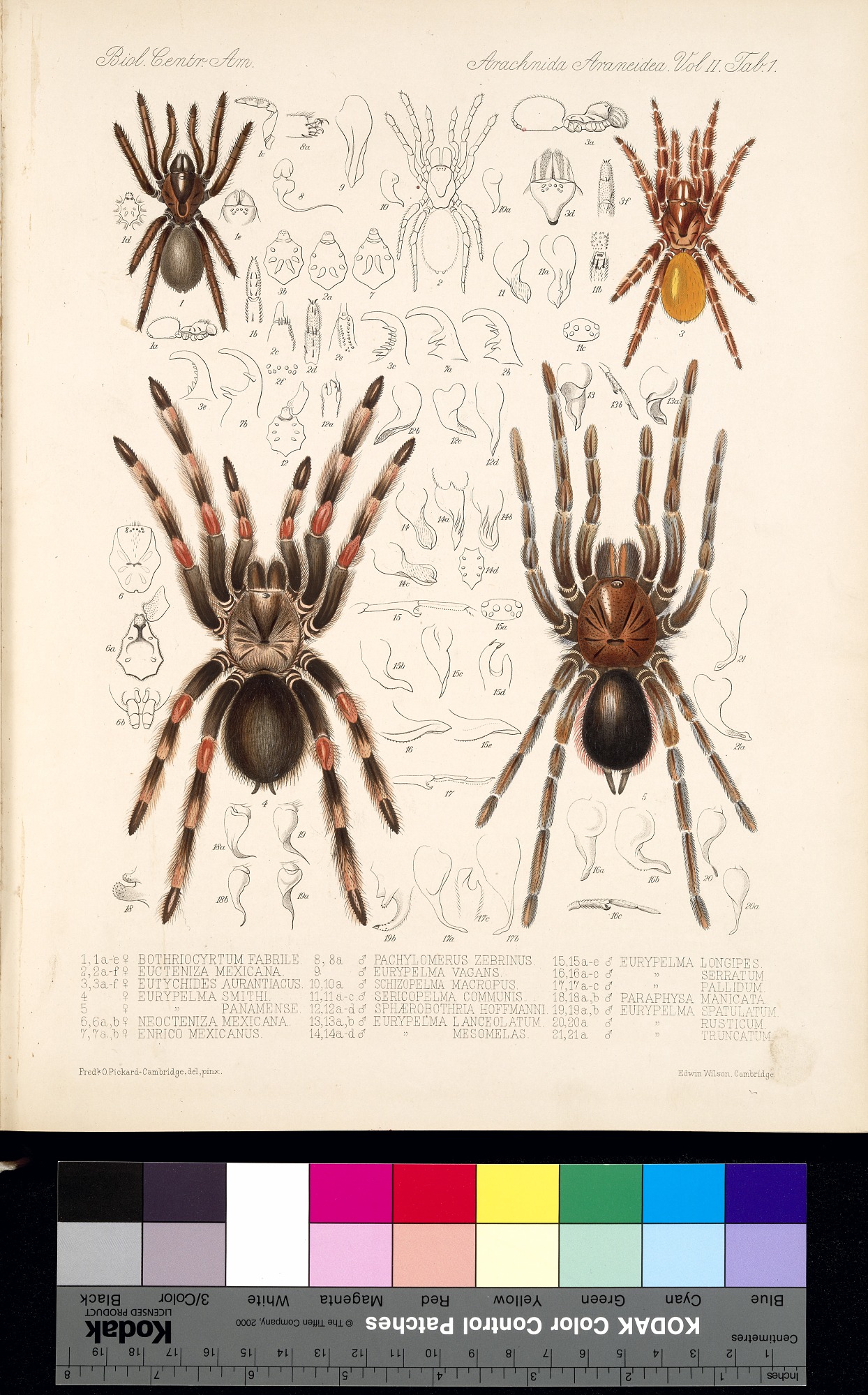 mexican redknee tarantula source image